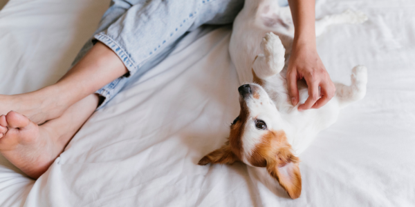 ¿ES BUENO DORMIR CON NUESTRAS  MASCOTAS?